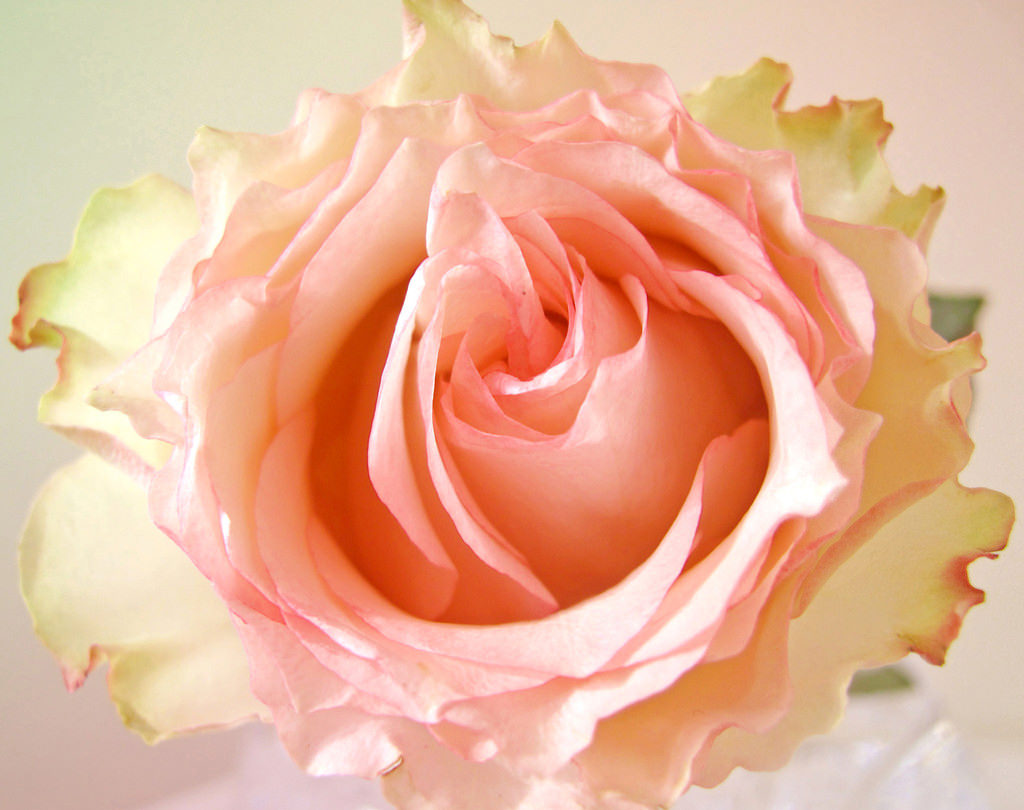 Заколка роза из фоамирана: мастер-класс с фото