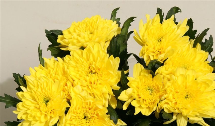 Желтая хризантема из фоамирана, МК, фото