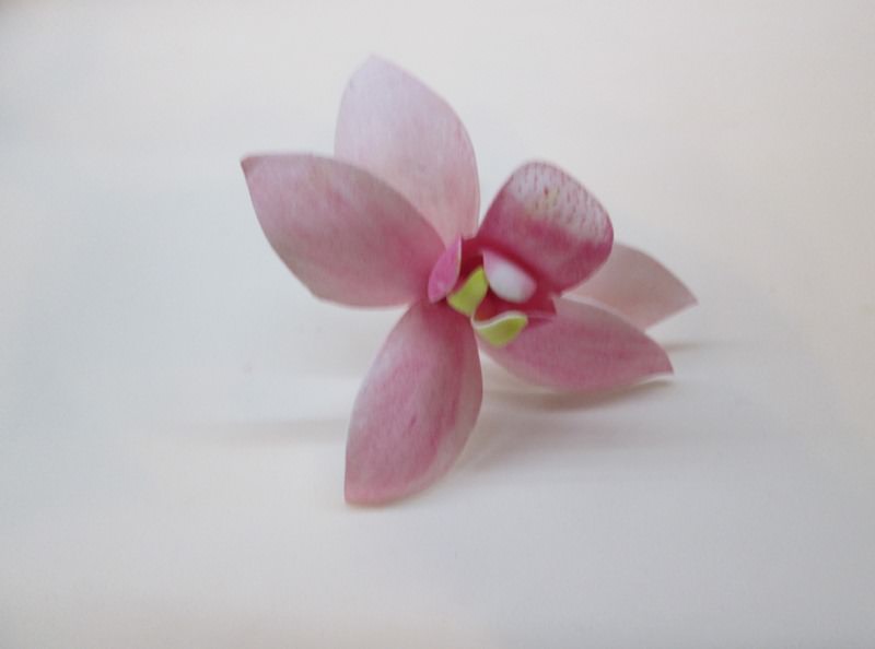 Розовая орхидея цимбидиум, пошаговое фото