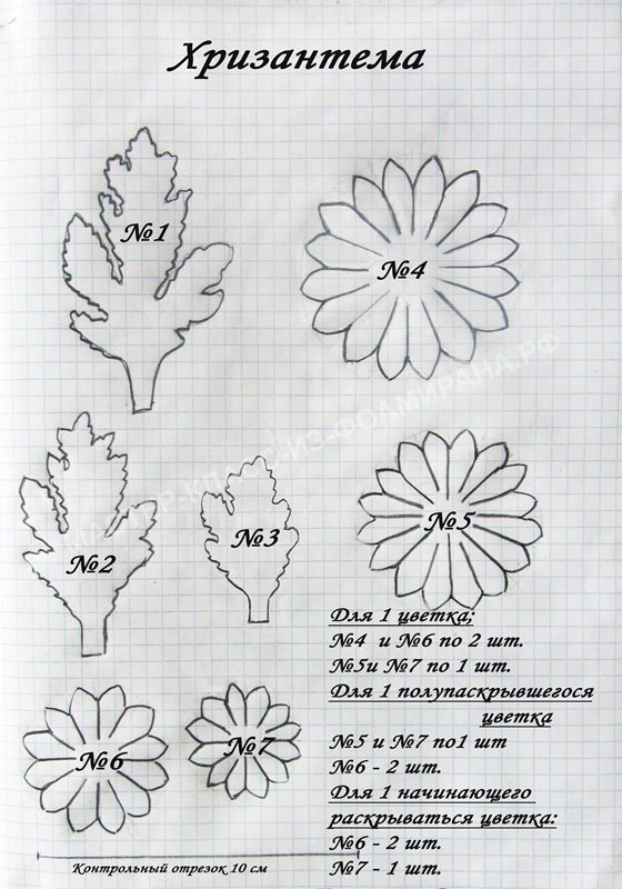 Хризантемы Фото Листьев